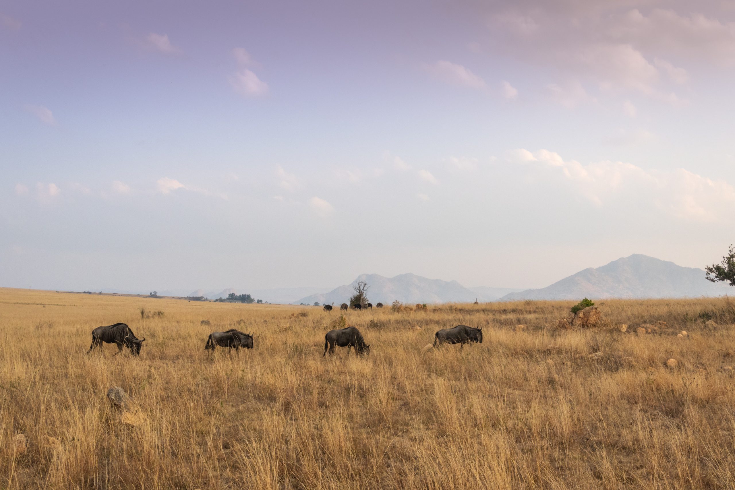 Cattle grazing near Yellowstone National Park