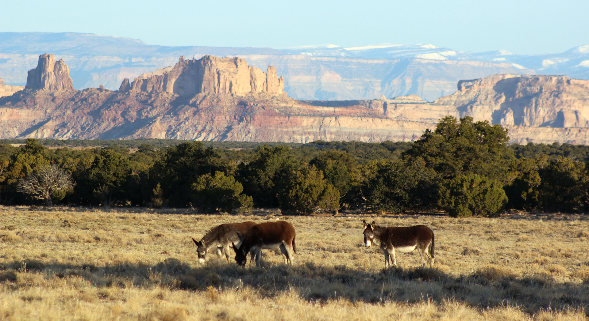 Wild burros grazing at high altitude plateau