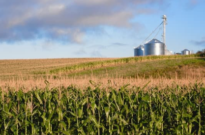 Corn Field with silo in the background